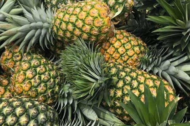 Costa Rica suspends Del Monte pineapple farm